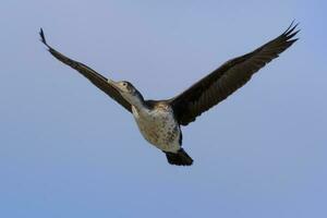 gescheckt Shag im Neu Neuseeland foto