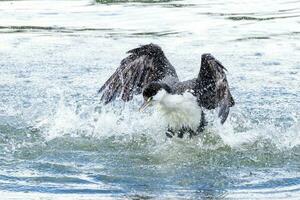 gescheckt Shag im Neu Neuseeland foto