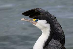 gescheckt Shag im Neu Neuseeland foto