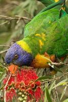 Regenbogen Lorikeet in Australien foto