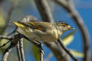 rotbraun Pardalote im Australien foto