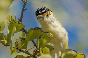 rotbraun Pardalote im Australien foto