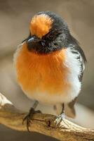 rot gekappt Robin im Australien foto