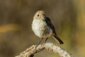 rot gekappt Robin im Australien foto