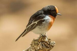 rot gekappt Robin im Australien foto