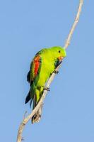 rotflügelig Papagei im Australien foto