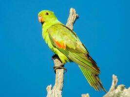 rotflügelig Papagei im Australien foto