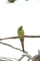 Regent Papagei im Australien foto