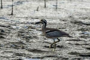 Strand Stein Brachvogel oder dick Knie foto