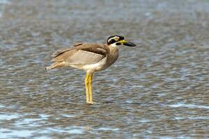 Strand Stein Brachvogel oder dick Knie foto