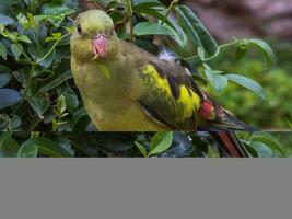 Regent Papagei im Australien foto