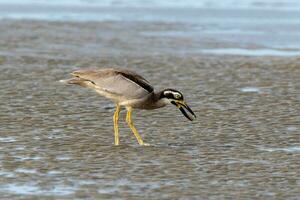 Strand Stein Brachvogel oder dick Knie foto