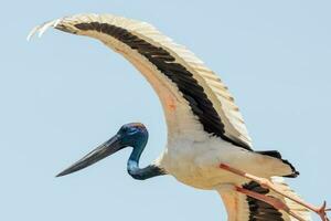 jabiru schwarzhalsig Storch foto