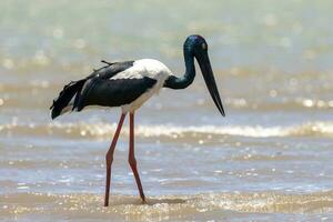 jabiru schwarzhalsig Storch foto