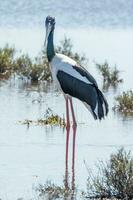 jabiru schwarzhalsig Storch foto