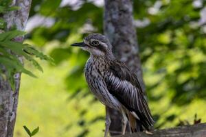 Busch Stein Brachvogel oder dick Knie foto