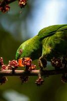 schuppige Brüste Lorikeet im Australien foto