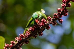 schuppige Brüste Lorikeet im Australien foto