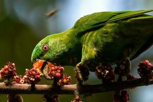 schuppige Brüste Lorikeet im Australien foto