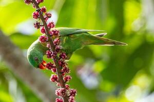 schuppige Brüste Lorikeet im Australien foto