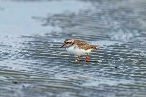 Ufer Regenpfeifer im Neu Neuseeland foto