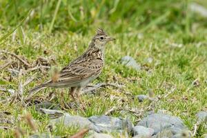 eurasisch Feldlerche Vogel foto