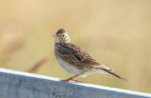 eurasisch Feldlerche Vogel foto