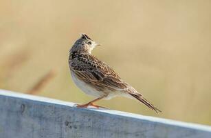 eurasisch Feldlerche Vogel foto