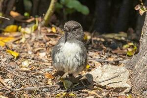 Süd Insel Robin im Neu Neuseeland foto