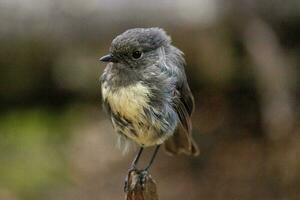 Süd Insel Robin im Neu Neuseeland foto