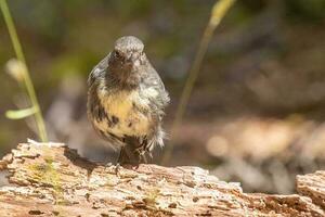 Süd Insel Robin im Neu Neuseeland foto