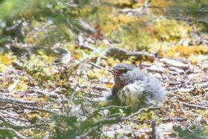 Süd Insel Robin im Neu Neuseeland foto