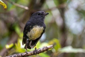 Süd Insel Robin im Neu Neuseeland foto