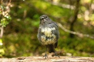 Süd Insel Robin im Neu Neuseeland foto