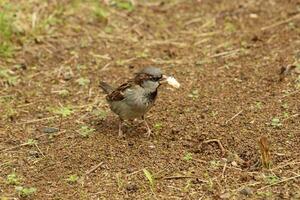 verbreitet Haus Spatz foto