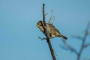 verbreitet Haus Spatz foto