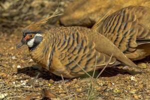 Spinifex Taube im Australien foto