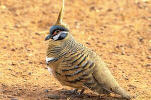 Spinifex Taube im Australien foto