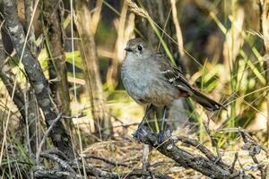 Süd- schrubben Robin foto