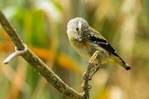 entdeckt Pardalote im Australien foto