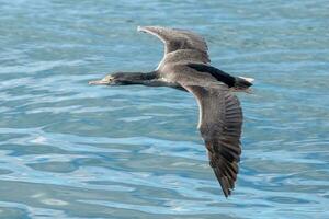 entdeckt Shag im Neu Neuseeland foto