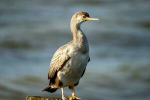 entdeckt Shag im Neu Neuseeland foto