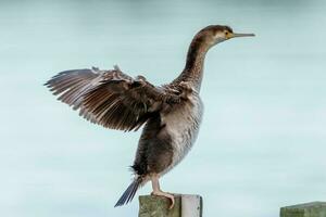 entdeckt Shag im Neu Neuseeland foto