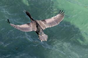 entdeckt Shag im Neu Neuseeland foto