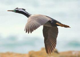 entdeckt Shag im Neu Neuseeland foto