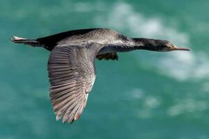 entdeckt Shag im Neu Neuseeland foto