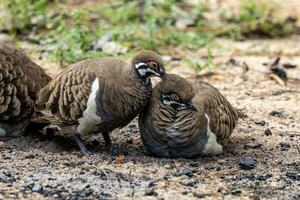 Squatter Taube im Australien foto