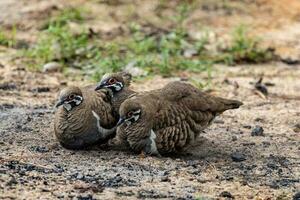 Squatter Taube im Australien foto