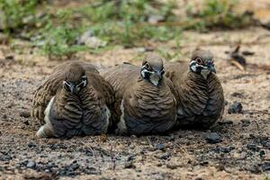 Squatter Taube im Australien foto