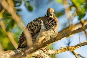 Squatter Taube im Australien foto